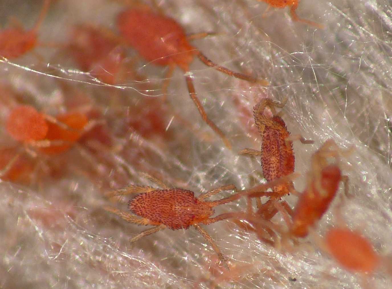 Acaro rosso piatto (fam. Smarididae)